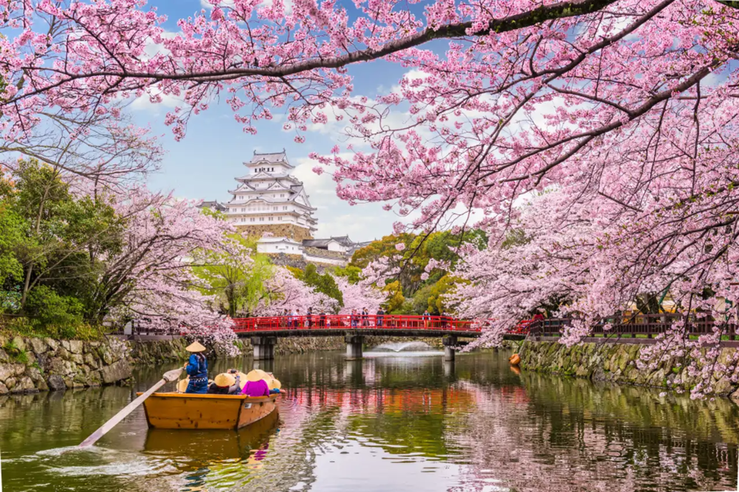 Japón Cherry Blossom Japón Cherry Blossom - Imagen 1